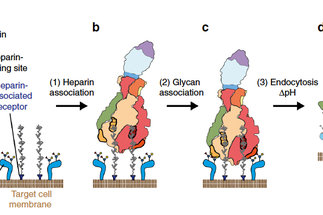 <p>Glycan-dependent Cell Adhesion Mechanism of Tc Toxins</p>