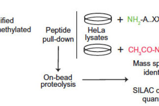Overlap of NatA and IAP substrates implicates N-terminal acetylation in protein stabilization