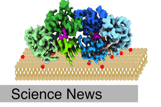 Erste 3D-Struktur von Regulator-Protein aufgedeckt