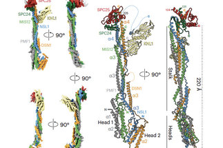 Structure of the human KMN complex and implications for regulation of its assembly