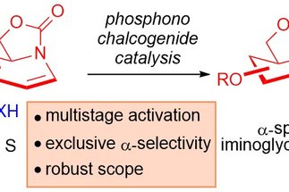 Harnessing Multistep Chalcogen Bonding Activation in the &alpha;-Stereoselective Synthesis of Iminoglycosides