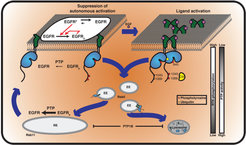 Figure 1: Schematic of switch in EGFR vesicular traffic. Vesicular recycling (thick blue arrows) of EGFR monomers from the PM through the pericentriolar RE within areas of high PTP activity and back continuously suppresses autonomous receptor phosphorylation. Horizontal black arrows: Chemical conversions, vertical red arrows: Causalities (left). Following EGF-binding to the receptor, fully active and phosphorylated dimers share the same entry into early endosomes as the monomer. However, ligand-induced ubiquitination of EGFR clusters mediates a switch in the endocytic trafficking from continuous recycling to unidirectional trafficking. By depleting the pool of monomeric EGFR at the RE, this results in a transient translocation of the receptors to the PM reinforcing activation, and a subsequent depletion from the PM by delayed endocytosis. During endosomal transit from the PM to LEs, receptors signal in the cytoplasm until their dephosphorylation in perinuclear areas with high PTP activity (right) and subsequent degradation in lysosomes.