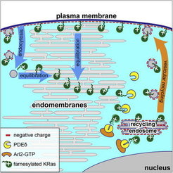 Figure 2: The dynamic KRas localization cycle.