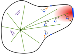 Figure 3: Integration of a signaling gradient, cytoskeletal transport and intraluminal fission and fusion into to a self-organizing morphogenic MT focusing system.