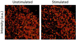 Figure 4: TIRF-PALM images of EGFR-mEos2 in the same cryo-arrested cell, before and 5 min after EGF stimulation.