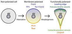 Figure 1: Hallmarks of polarization of a motile cell. Can we rebuild the molecular systems that recapitulate these key steps from bottom up?