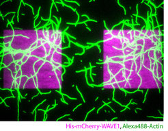 Figure 2: Dynamic actin filament growing on a WAVE1 micropattern.