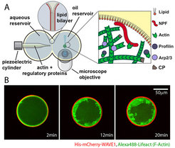 Figure 3: A Scheme of microfluidic jetting. B Reconstitution of dendritic actin network assembly in a water-in-oil droplet