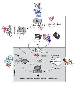 Rab proteins are involved in 2 interconnected cycles, the GTP/GDP cycle and the membrane attachment/detachment cycle. The indicated structures as well as most rate and equilibrium constant for this system have been determined in the department. GDI:GDP dissociation inhibitor; REP:Rab escort protein; GEF:guanosine nucleotide exchange factor