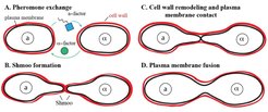 Figure 2: The different steps required for the successful mating and fusion of yeast cells of opposite mating types a and 𝛂. A Pheromone signaling; B Cell polarization and shmoo formation; C Cell wall remodeling; and D Plasma membrane fusion. We focus primarily on understanding what happens at the level of the proteins at the plasma membrane in the transition between steps 3 and 4.