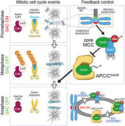 Figure 1: Kinetochore-microtubule attachment and the SAC During mitotic progression, unattached kinetochores try to capture microtubules, while emitting a signal that ultimately results in the assembly of the MCC. MCC inhibits the anaphase promoting complex/cyclosome (APC/C), preventing it from targeting Cyclin B and Securin for degradation. Subsequent destruction of these substrates upon SAC satisfaction allows mitotic exit via CDK1 inactivation and activation of Separase. During mitotic arrest, MCC is continuously produced and disrupted, thus ensuring responsiveness.