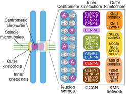 Figure 2: Organization of kinetochores. Kinetochores are built on specialized centromeric chromatin containing the histone H3 variant CENP-A. The CCAN contains subunits (e.g. CENP-C and CENP-LN) that interact directly with CENP-A. CENP-C interacts directly with the KMN network, thus contributing to its recruitment. The Ndc80 complex is the main microtubule binder in the kinetochore.