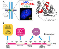 Figure 3: Kinetochore organization. A Core kinetochore components Human CENP-M and CENP-I are constitutively associated with kinetochores during the cell cycle. Cartoon model of CENP-M1–171 . B The CENP-C sequence contains a linear array of motifs whose succession appears to correlate with the order of kinetochore assembly from the CENP-A nucleosome toward the outer kinetochore. N, N terminus; C, C terminus. CCAN subunits are shown in hot pink.