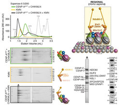 Figure 4: Insights from biochemical reconstitution into the architecture and epigenetic specification of human kinetochores (Weir et al. 2016). The CHIKMLN:CENP-ANCP complex (green trace) and the KMN (yellow trace) were mixed, run on a Superose 6 SEC column (black trace), and analysed by SDS–PAGE. All 17 components of the kinetochore and the 4 subunits of the CENP-ANCP shift together. Analysis of peak fraction (boxed and marked ‘A’) by Coomassie staining and western blot demonstrates co-elution of all subunits. Upper Right: Centromere and kinetochore assembly and propagation.Similar subunit composition suggests conservation of a structural module that is present in only one copy at ‘point’ centromeres/kinetochores, which bind a single microtubule, and that is instead present in multiple copies at ‘regional’ centromeres/kinetochores, which bind multiple microtubules.