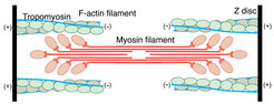 Figure 1: Schematic model of a sarcomere. Besides many other proteins, the sarcomere is mainly composed of myosin and F-actin filaments. Binding of the myosin motor domains to F-actin is regulated by tropomyosin and troponin.