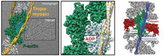 Figure 2: Left: Structure of the F-actin-tropomyosin complex. Left: Cryo-EM-structure of F-actin decorated with tropomyosin. Full cryo-EM-reconstruction of F-actin (grey, with five central subunits in green and one subunit in cyan) decorated with tropomyosin (yellow). Middle: Close-up view of a with the atomic and molecular model of an F-actin subunit (cyan) and tropomyosin (yellow) and their corresponding densities, respectively. The density corresponding to ADP is depicted in red. Right: Structure of the ATM complex. Cryo-EM reconstruction of F-actin (five central subunits in green and cyan) decorated with tropomyosin (blue) and myosin (central molecules in red).
