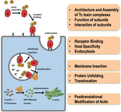 Figure 3: Key steps towards the understanding of the complete mechanism of Tc toxin complex action. Tripartite Tc toxin complexes bind to as yet unknown receptors on the host cell surface, are endocytosed and form a pore through which a toxic enzyme is translocated. The enzyme modifies actin resulting in a collapse of the cytoskeleton.