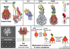 Figure 4: High-resolution structures of a TcA subunit in its prepore and pore state and of a complete 1.7 MDa Tc complex. Upper row: Structures of the TcA prepore and pore complex and binding of TcB–TcC to TcA. Lower row: Mechanism of action of Tc toxin complexes.