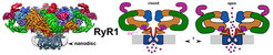 Figure 6: Architecture and Conformational Switch Mechanism of the Ryanodine Receptor. Left: Cryo-EM density map of RyR1 in nanodiscs at an average resolution of 6.1 Å coloured by domains. The density of the nanodisc surrounding the membrane domain is shown in transparent grey. Right: Schematic mechanism of Ca2+-induced Ca2+ gating by RyR1. Binding of Ca2+ ions (pink) to the EF-hand domain (purple) induces conformational changes that are transmitted to the domains underneath the α-solenoid 1 (orange) and the C-terminal domain (red).