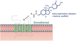 Figure 2: Biology-oriented synthesis of a withanolide-inspired compound collection reveals novel modulators of hedgehog signaling.