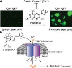 Figure 4: Target identifictaion. A The triamteren Epiblastin A induces reprogramming of epiblast stem cells into embryonic stem cells by inhibition of Casein Kinase 1. Its initial scaffold was identified in a phenotypic screen. B Rapid and selective killing of renal cancer cells by Englerin A is mediated by activation of calcium-permeable nonselective transient receptor potential canonical (TRPC) calcium channels.