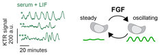 Figure 1: Left: Representative time traces of the ERK reporter in mouse ESCs. Right: Schematic for encoding of FGF dose by intermittent oscillations. ERK activity in ESCs alternates between oscillating and steady activity, with FGF dose determining the prevalence of the oscillatory regime.