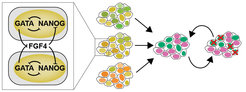 Figure 2: Cell-cell communication via FGF4 ensures robust proportioning of embryonic (green) and extraembryonic (magenta) cell types in differentiating ESC populations.