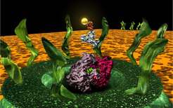 Nuclear Pore Complex (NPC)