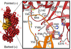 Communicating the age of the actin cytoskeleton through conformational changes