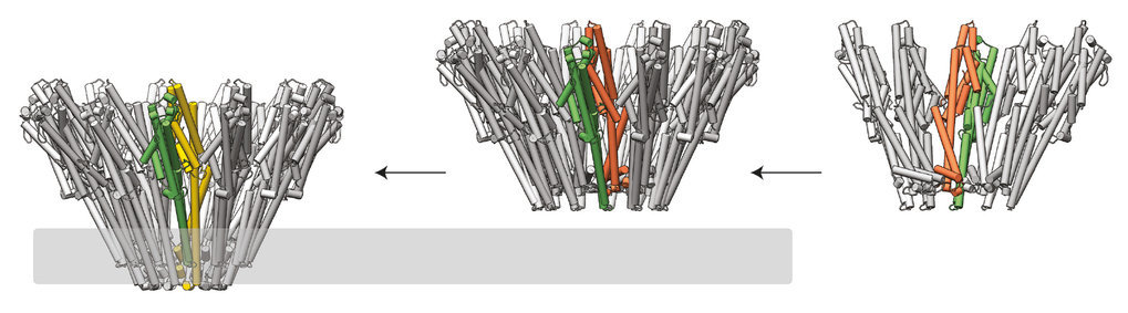 How bacteria puncture the membrane of insect cells