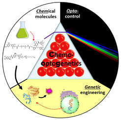Snooker in the live cell - Multi-directional activity control of cellular processes
