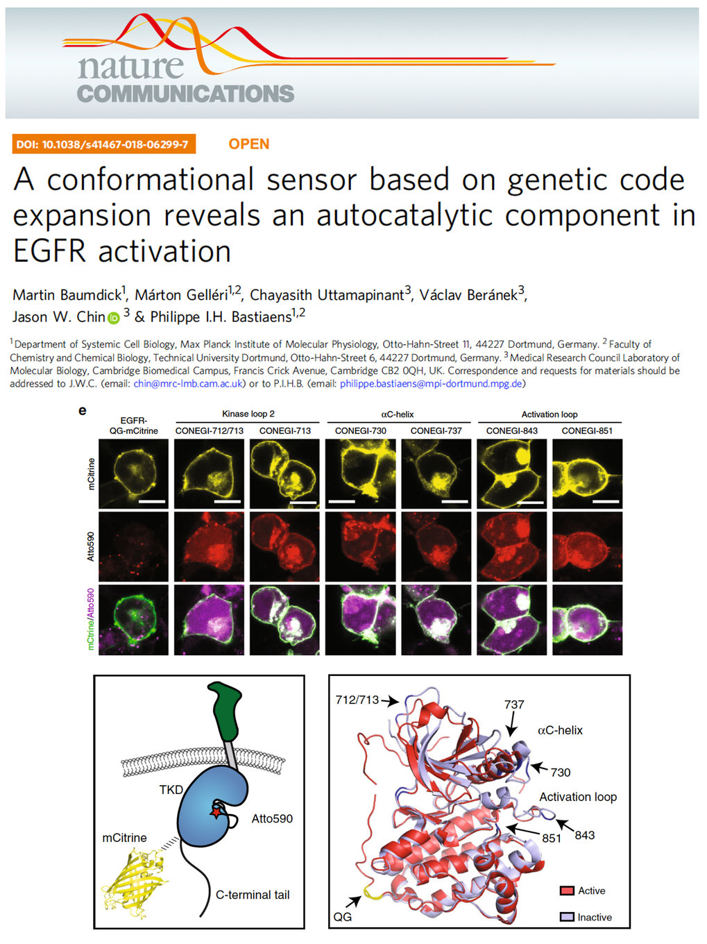 A conformational sensor based on genetic code expansion reveals an autocatalytic component in EGFR activation