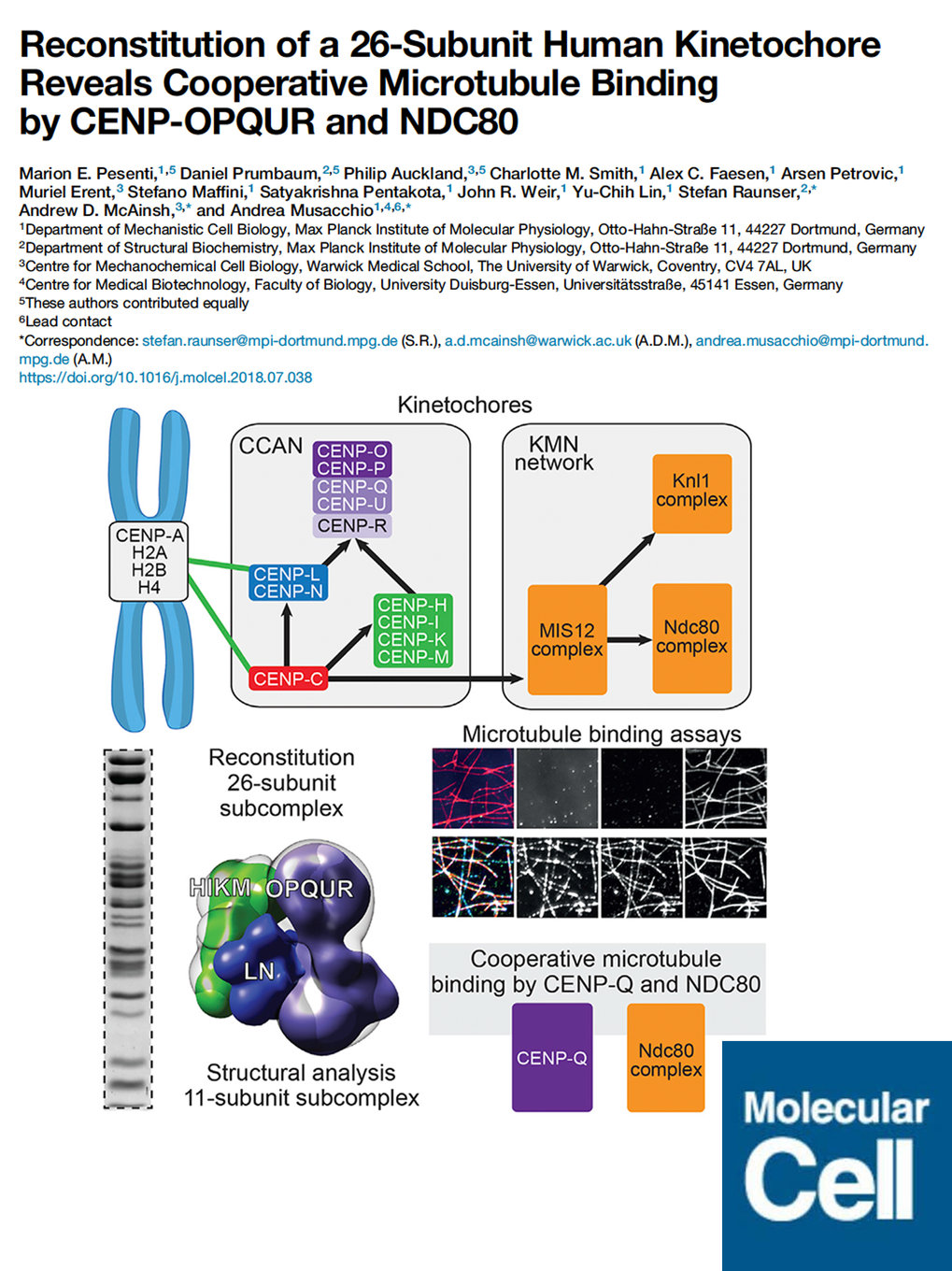 Reconstitution of a 26-Subunit Human Kinetochore Reveals Cooperative Microtubule Binding by CENP-OPQUR and NDC80
