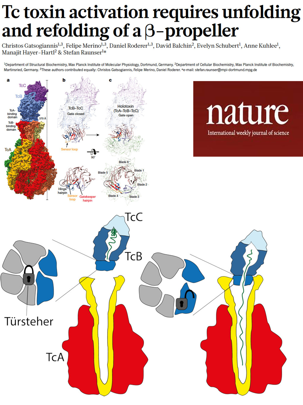 <span>Tc toxin activation requires unfolding and refolding of a β-propeller</span>