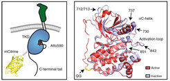 Sensor design. Left: Schematic representation of CONEGI. mCitrine is fused to the C-terminal end of the tyrosine kinase domain (TKD) using a coiled-coil linker (dashed line) and Atto590 (red star) is site-specifically attached to the activation loop. Right: Alignment of active (red; PDB: 2J5F) and inactive (cyan; PDB: 2GS7) crystal structures of the EGFR TKD. mCitrine insertion (QG, yellow) and BCNK incorporation sites (blue, black arrows) are indicated.