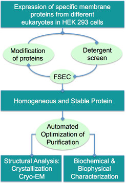 Figure 5: Workflow of protein synthesis.