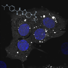 <span>The cholesterol transfer protein GRAMD1A regulates autophagosome biogenesis</span>