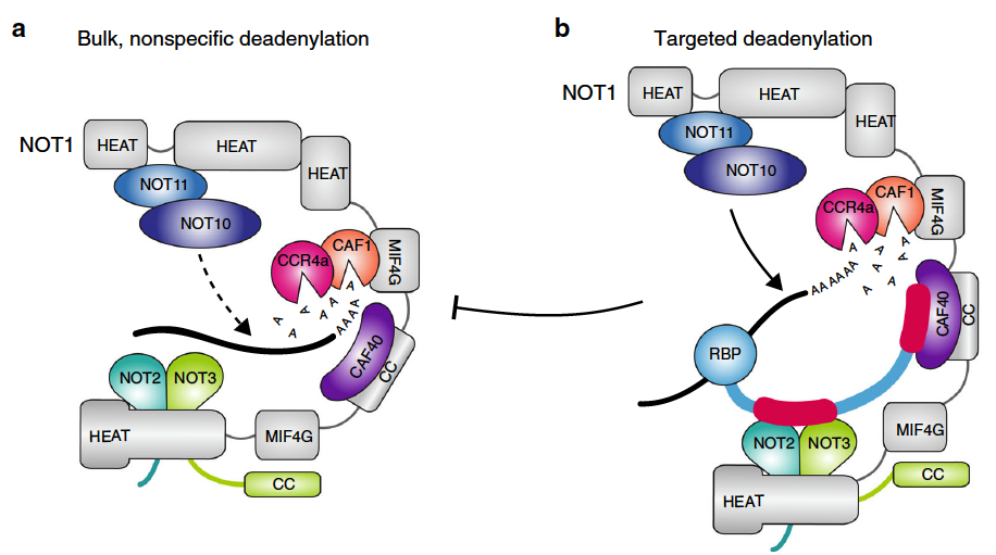 <span>Reconstitution of recombinant human CCR4-NOT reveals molecular insights into regulated deadenylation</span>