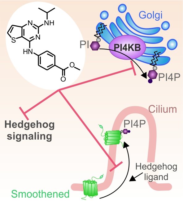 <span>Discovery of the Hedgehog Pathway Inhibitor Pipinib that Targets PI4KIIIß</span>