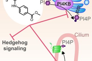 <span>Discovery of the Hedgehog Pathway Inhibitor Pipinib that Targets PI4KIIIß</span>