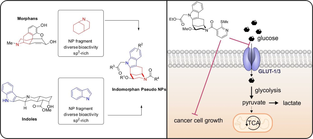 <span>Synthesis of Indomorphan Pseudo Natural Product Inhibitors of Glucose Transporters GLUT-1 and -3</span>
