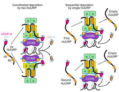Two models of HJURP recruitment to the Mis18 receptor and the deposition of CENP-A:H4 dimers