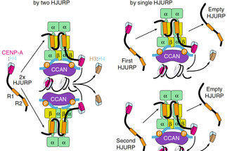 <span>Mechanism of centromere recruitment of the CENP-A chaperone HJURP and its implications for centromere licensing</span>