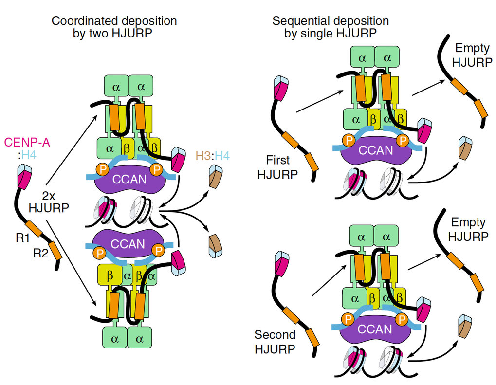 <span>Mechanism of centromere recruitment of the CENP-A chaperone HJURP and its implications for centromere licensing</span>