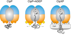 Mechanismus der Regulation von ClpP durch ClpX und ADEP. Links: Die Abbaukammer von ClpP ist verschlossen. Mitte: Bindet ADEP an ClpP, öffnet sich die Abbaukammer und löst den unkontrollierten Abbau von Proteinen aus. Rechts: Eine Bindung von ClpX an ClpP löst keine Öffnung der Protease aus. Die durch ClpX katalysierte Entfaltung der Zielproteine ermöglicht den Eintritt in die Abbaukammer.