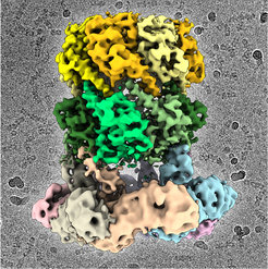 Cryo-EM structure of ClpX-ClpP.