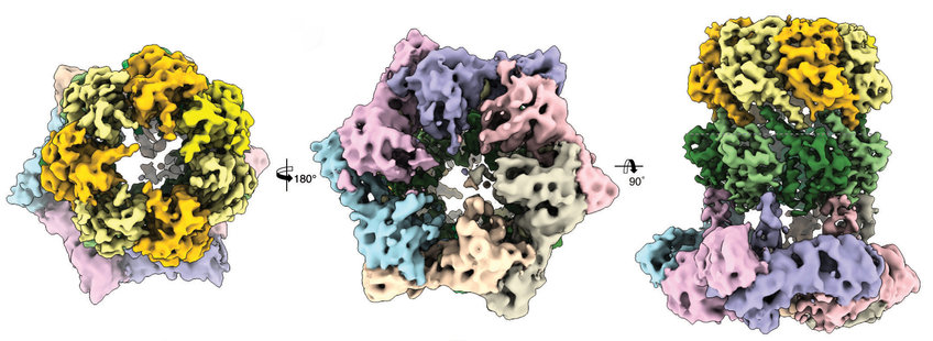 Weak point in pathogenic bacteria