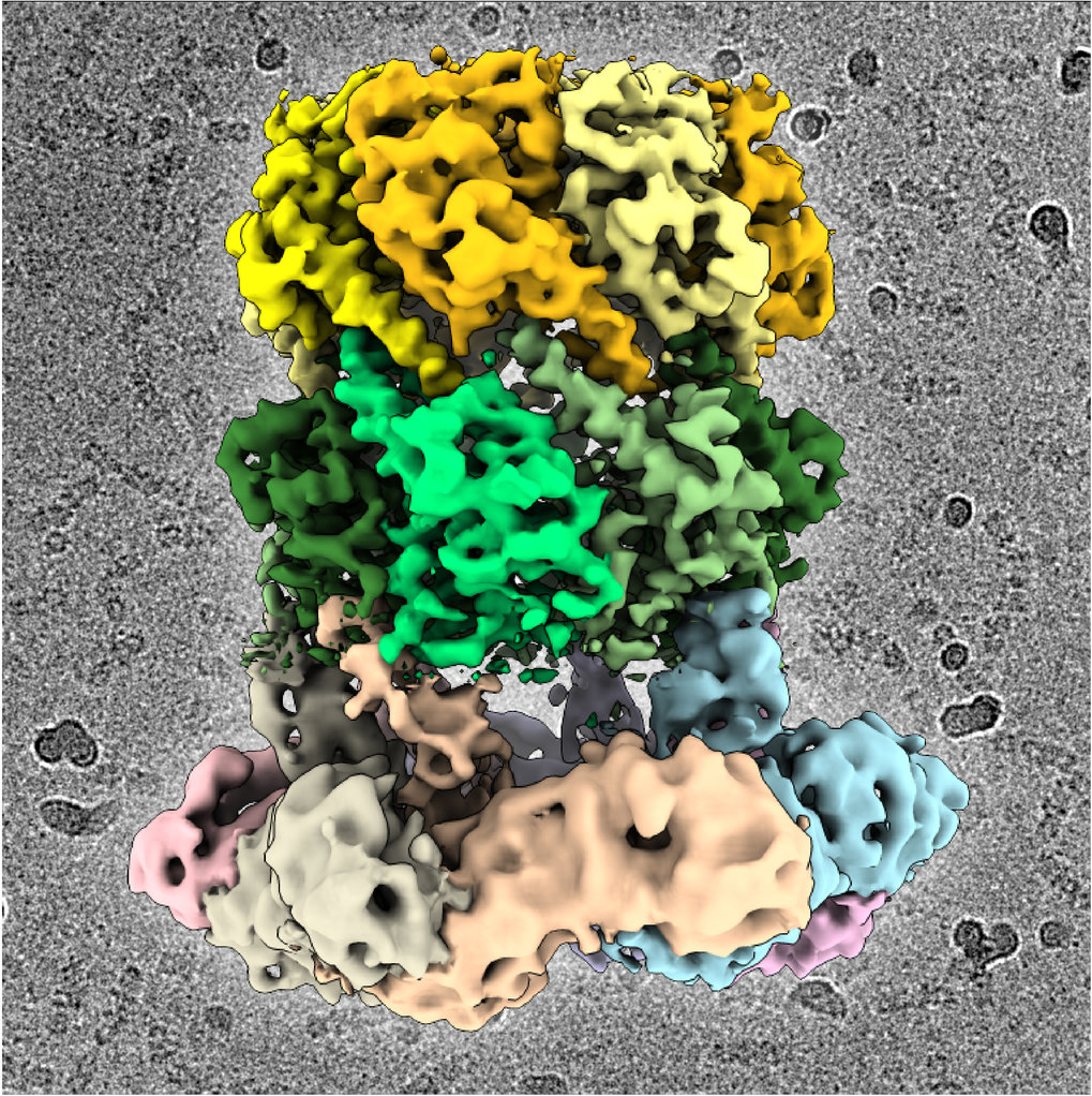 Weak point in pathogenic bacteria