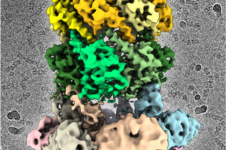 <span>Cryo-EM structure of the ClpXP protein degradation machinery</span>