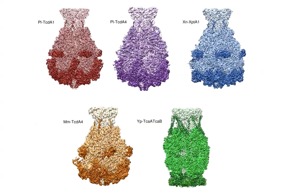 <p>Common architecture of Tc toxins from human and insect pathogenic bacteria</p>